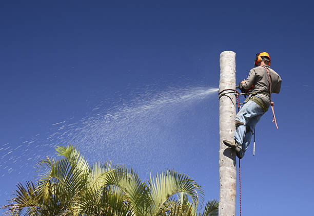 Best Fruit Tree Pruning  in Booneville, AR