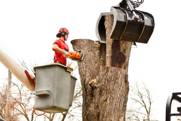 How Our Tree Care Process Works  in  Booneville, AR